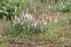 Celosia argentea